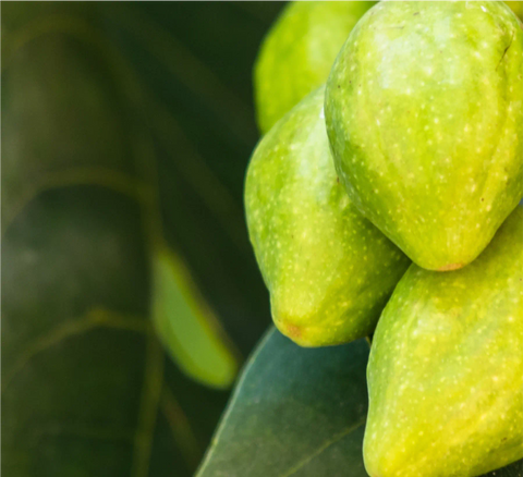 Preload Calming  Chebula