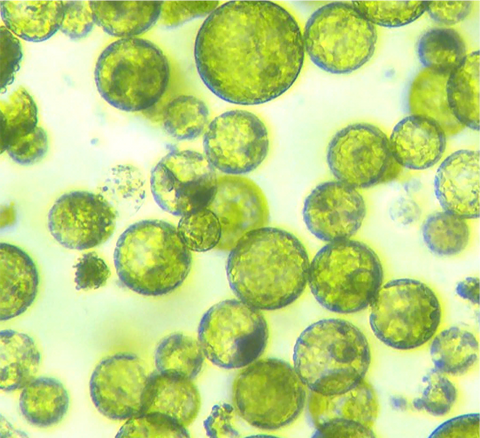 Preload Bioidentical Vegan Epidermal Growth Factor