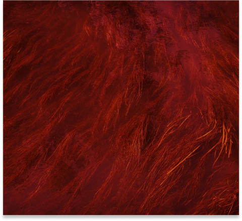 Preload Antioxidant - Rich Red Algae